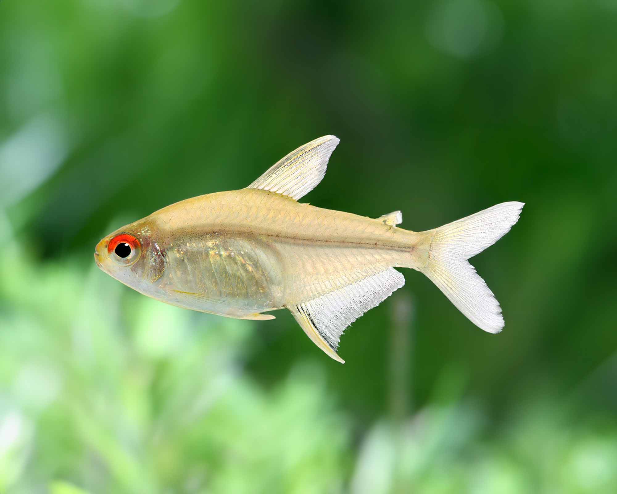 Hyphessobrycon bentosi (Jewel Tetra)